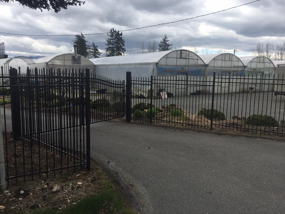 Black ornamental iron swing gate with spear-top pickets and matching perimeter fence at an Abbotsford commercial greenhouse operation.